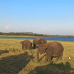 From Habarana: Minneriya National Park 4x4 Jeep Safari - Authentic Insights from Past Travelers