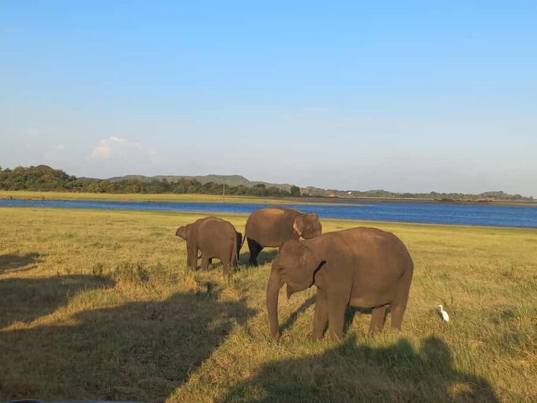 From Habarana: Minneriya National Park 4x4 Jeep Safari - Authentic Insights from Past Travelers