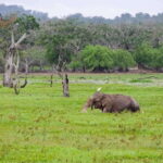 From Hambantota Port: Yala National Park Private Safari - Entry into Yala National Park