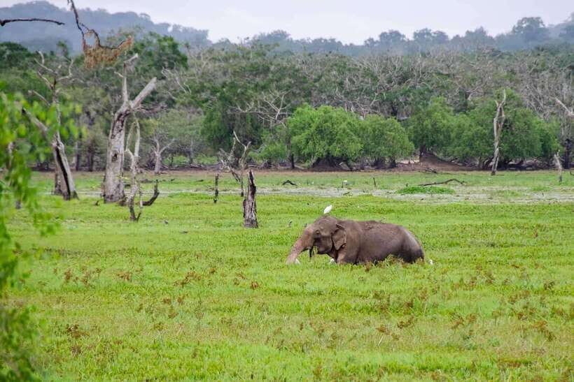 From Hambantota Port: Yala National Park Private Safari - Entry into Yala National Park