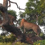 From Hambantota Port: Yala National Park Safari - Additional Practical Details
