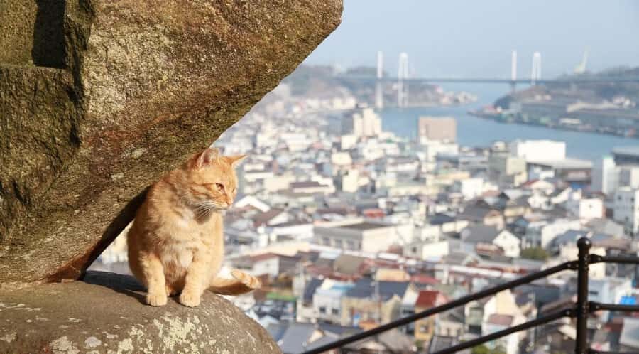 From Hiroshima/Fukuyama:1 Day Bus tour in Onomichi Tomonoura - FAQ