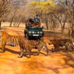 From Jaipur : 2 Days 1 Night Ranthambore Tiger Safari Tour - Who Should Consider This Tour?