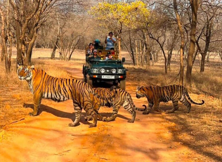 From Jaipur : 2 Days 1 Night Ranthambore Tiger Safari Tour - Who Should Consider This Tour?