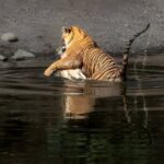 From Jaipur: 2 Days Private Tour of Ranthanbore Tigers Safari - Exploring Ranthambore Fort