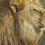 From Jaipur: Nahargarh Lion Safari Biological Park Tour - FAQ