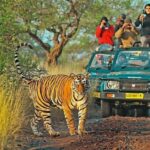 From Jaipur: Ranthambore National Park Day Tour with Safari - Practical Details and Value