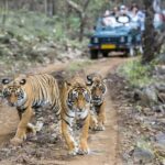 From Jaipur: Ranthambore National Park Day Trip with Safari - The Sum Up