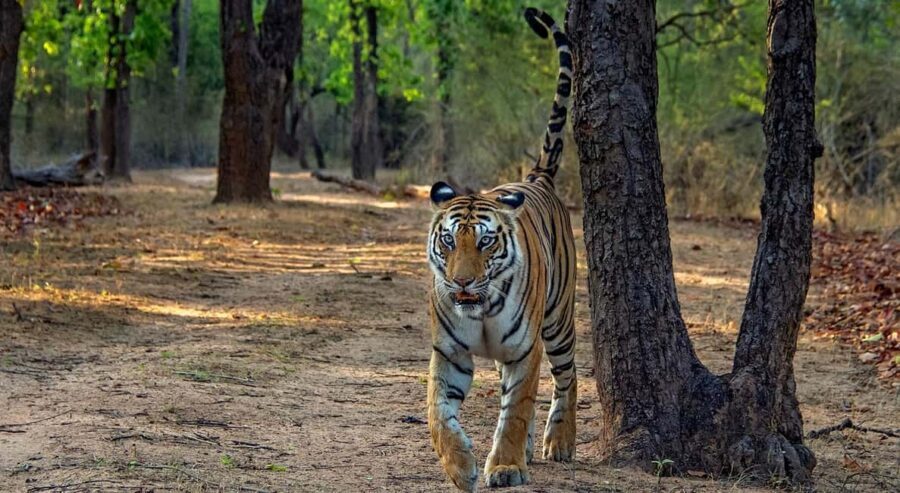 From Jaipur: Ranthambore Tiger Safari Day Trip with Transfer - Transportation and Group Size