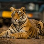 From Jaipur: Same day Ranthambore Tiger Safari Tour - The Authentic Wildlife Experience