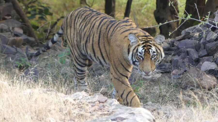 From Jaipur: Sariska National Park Day trip with Safari - What Makes This Tour Stand Out?