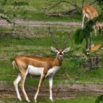 From Jodhpur:Experience the Authentic Bishnoi Village Safari - Practical Details and What to Expect