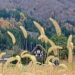 From Kanazawa/Takayama :Day Tour To Shirakawago & Takayama - Authentic Experiences and Past Traveler Insights