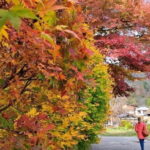 From Kanazawa/Takayama :Day Tour To Shirakawago & Takayama - Practical Details