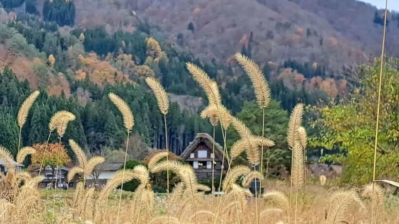 From Kanazawa/Takayama :Day Tour To Shirakawago & Takayama - Authentic Experiences and Past Traveler Insights