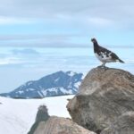 From Kanazawa/Toyama: Snow Wall & Mysterious Valley Day Tour - Practical Tips for Your Trip