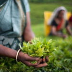 From Kandy: All Inclusive Kandy, Pinnawala & Tea Plantation - An In-Depth Review of the Kandy, Pinnawala & Tea Plantation Tour