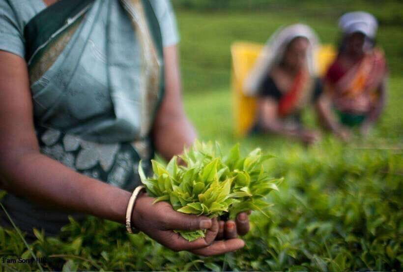 From Kandy: All Inclusive Kandy, Pinnawala & Tea Plantation - An In-Depth Review of the Kandy, Pinnawala & Tea Plantation Tour