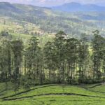 From Kandy: Pekoe Trail Stage 3 Guided Hike - Who Is This Tour Best For?