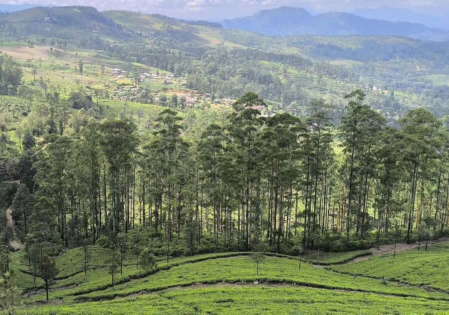 From Kandy: Pekoe Trail Stage 3 Guided Hike - Who Is This Tour Best For?