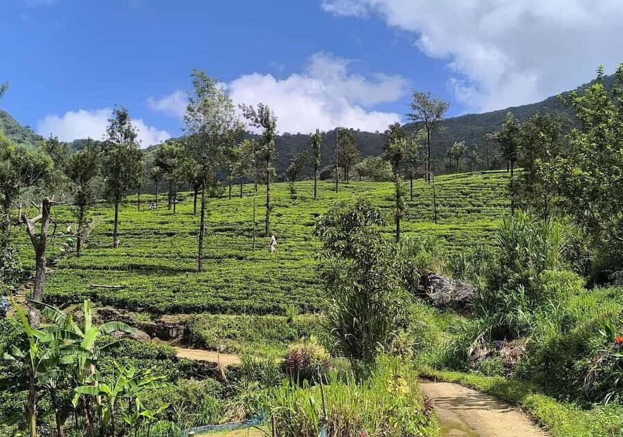From Kandy: Pekoe Trail Stage 3 Guided Hike - FAQs  