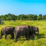 From Kandy : Sigiriya & Minneriya National Park Day Tour - Who Will Love This Tour?