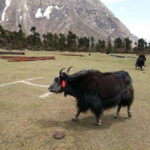 From Kathmandu: 13-Day Manaslu Circuit Trek - The Detailed Experience of the 13-Day Manaslu Circuit Trek