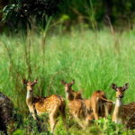From Kathmandu: 4-Day Chitwan National Park Tour - The Value of the Experience
