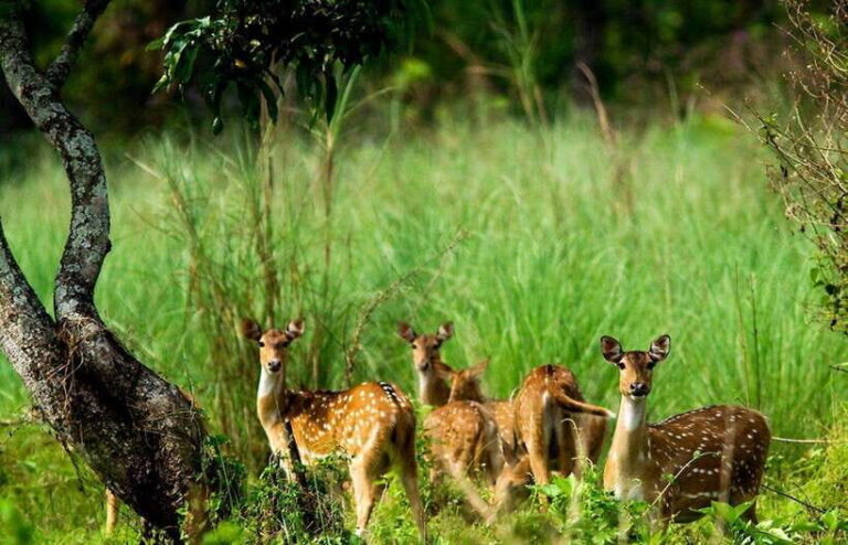 From Kathmandu: 4-Day Chitwan National Park Tour - The Value of the Experience