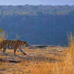 From Khajuraho: Panna National Park Official Tiger Safari - In-Depth Look at the Itinerary