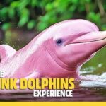 From Koh Samui: Pink Dolphin Boat Tour to Khanom with Lunch - The Journey: A Detailed Review of the Tour