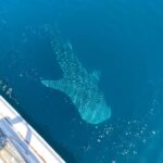 From Kopang: Komodo Island & Whale Shark Trip 4-Day Trip - Transportation and Group Size