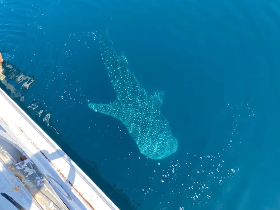 From Kopang: Komodo Island & Whale Shark Trip 4-Day Trip - Transportation and Group Size