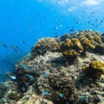 From Krabi to Phi Phi Islands Speedboat Day Tour - Final Thoughts