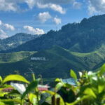 From Kuala Lumpur: Cameron Highlands Day Tour w/Lunch&Pickup - The Experience and Logistics