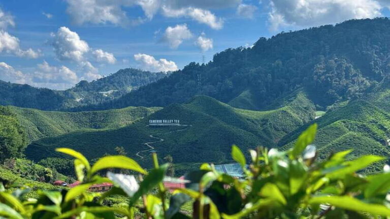 From Kuala Lumpur: Cameron Highlands Day Tour w/Lunch&Pickup - The Experience and Logistics