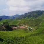 From Kuala Lumpur: Cameron Highlands Private or Join In Tour - Who Will Love This Tour?
