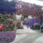 From Kuala Lumpur: Cameron Highlands Private or Join In Tour - Is This Tour Worth It?