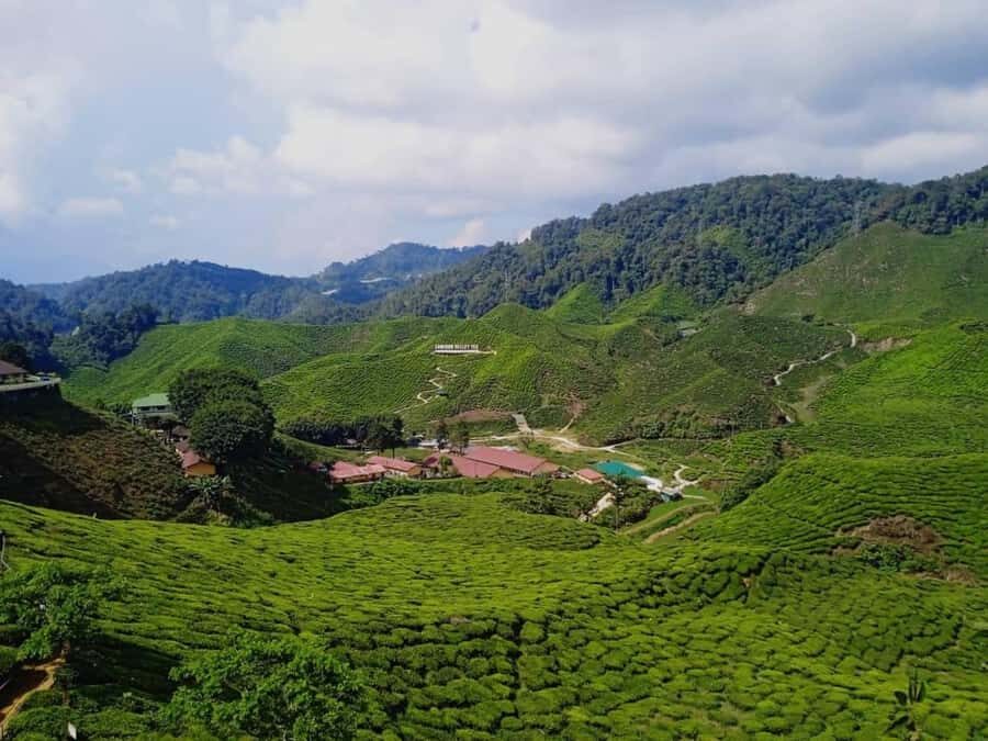 From Kuala Lumpur: Cameron Highlands Private or Join In Tour - Who Will Love This Tour?