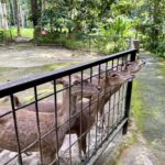 From Kuala Lumpur: Elephant Sanctuary & Batu Caves Tour - Detailed Breakdown of Each Stop