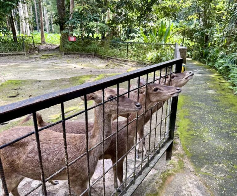 From Kuala Lumpur: Elephant Sanctuary & Batu Caves Tour - Detailed Breakdown of Each Stop