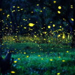 From Kuala Lumpur: Fireflies Tour and Seafood Dinner - In-Depth Look at the Experience