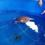 From Kuala Lumpur: Port Dickson Tour with Dragon Cruise - Introduction