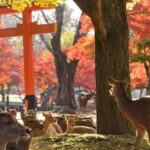 From Kyoto: Nara Guided Half Day Bus Tour - Practical Details and Tips