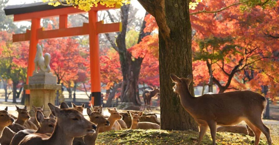 From Kyoto: Nara Guided Half Day Bus Tour - Practical Details and Tips