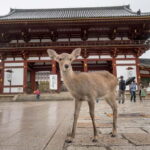 From Kyoto: Nara, Osaka & Kobe Day Trip  3 Cities in 1 Day - The Value of the Experience