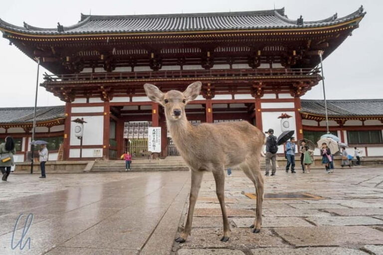 From Kyoto: Nara, Osaka & Kobe Day Trip  3 Cities in 1 Day - The Value of the Experience