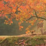 From Kyoto or Osaka: Kyoto Highlights & Nara Park Day Trip - Value and Practical Considerations