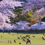 From Kyoto or Osaka: Kyoto Highlights & Nara Park Day Trip - The Practical Aspects