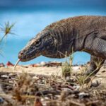 From Labuan Bajo Explore komodo island & Snorkeling - Introduction to the Tour